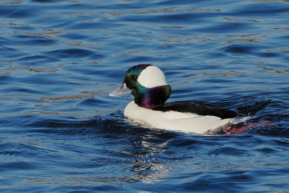 Bufflehead - ML511735681