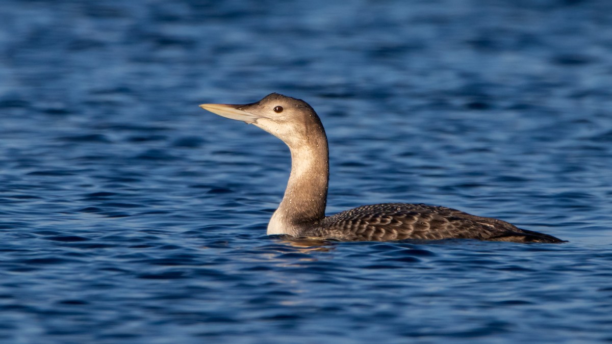 Yellow-billed Loon - ML511736811