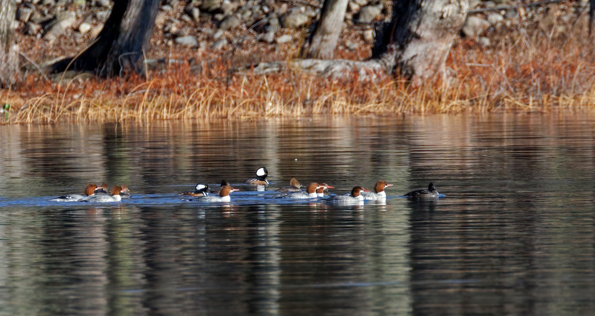 Hooded Merganser - ML511738361