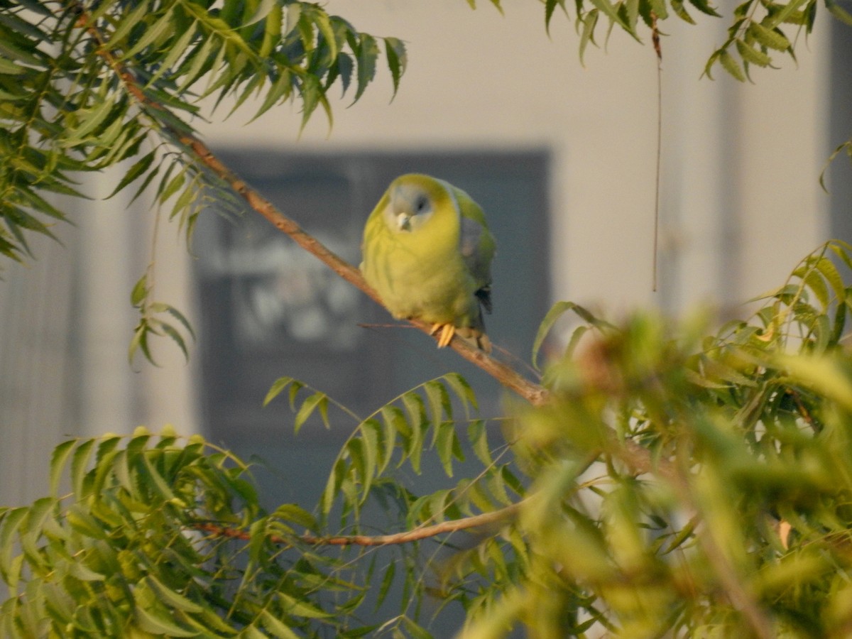Yellow-footed Green-Pigeon - ML511738651