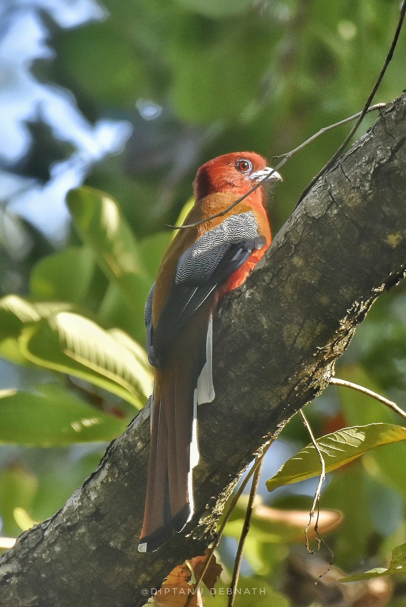 Red-headed Trogon - ML511738821