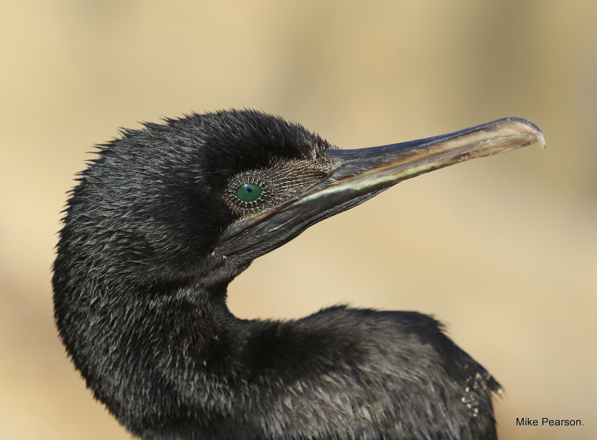 Socotra Cormorant - ML511738881