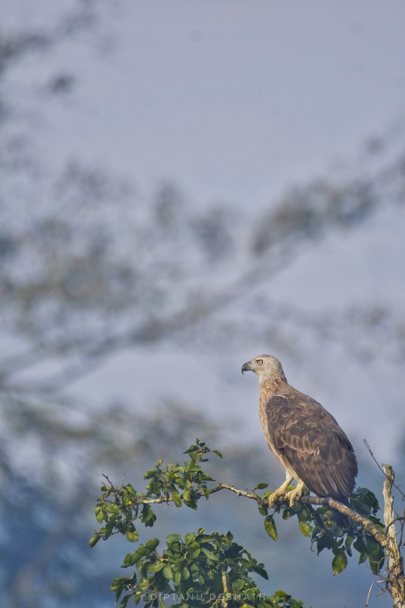 Gray-headed Fish-Eagle - ML511738911