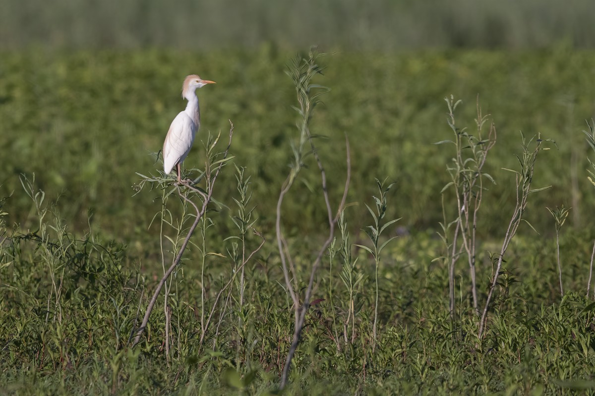 Western Cattle-Egret - ML511741811
