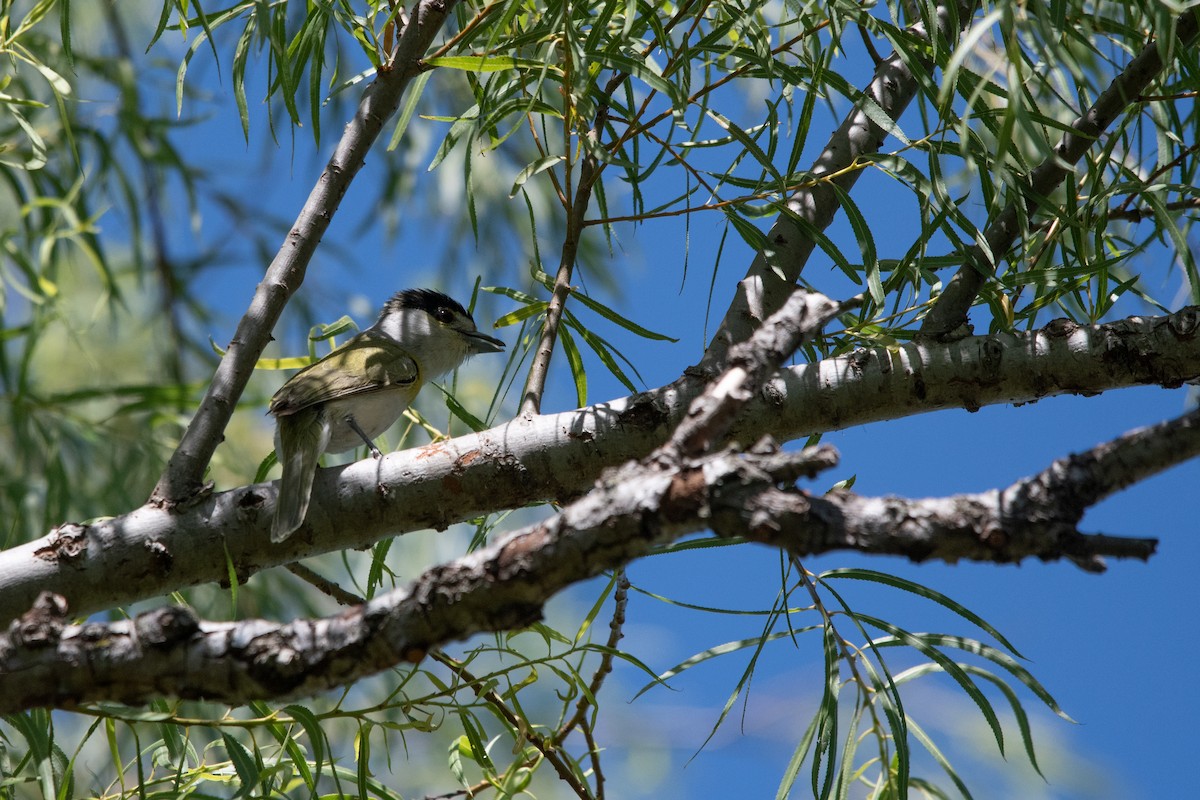 Green-backed Becard - ML511742071