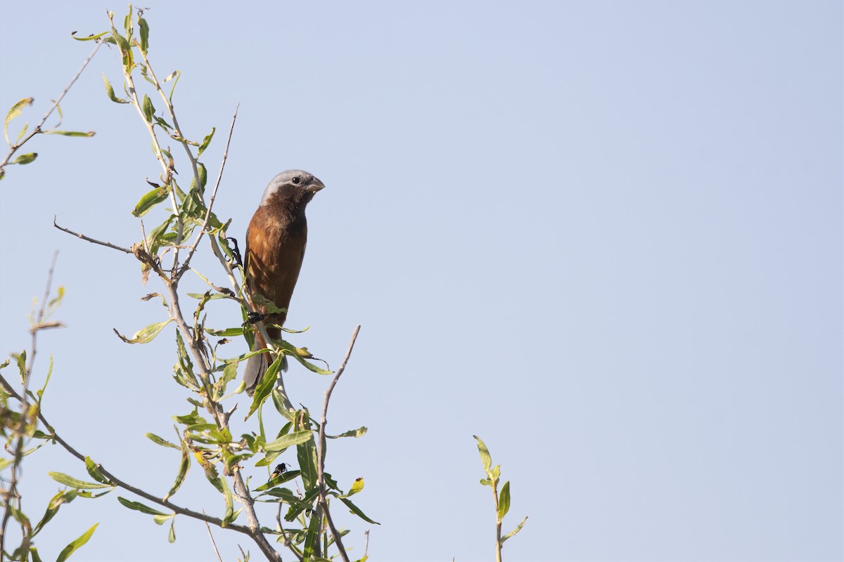 Dark-throated Seedeater - ML511742151