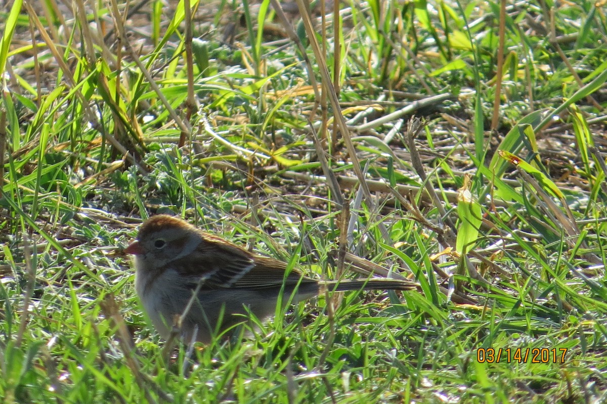 Field Sparrow - ML51174271