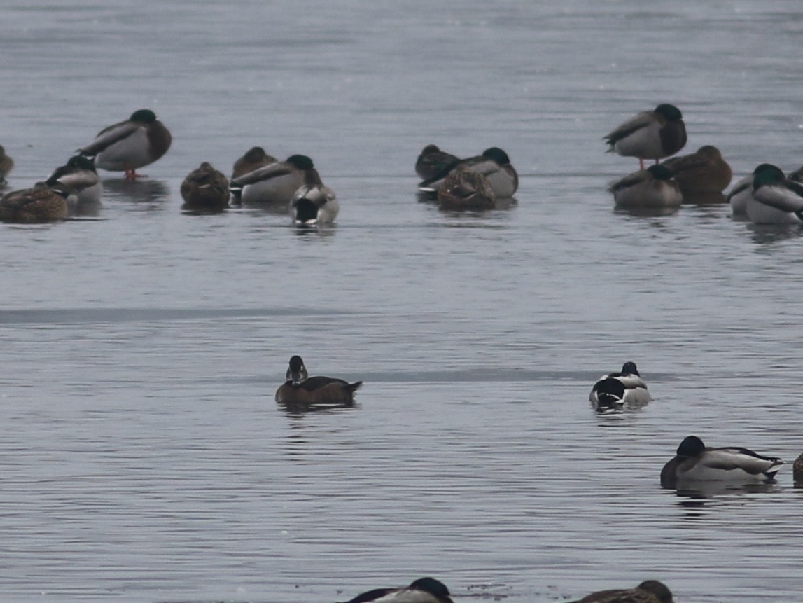 Ring-necked Duck - ML511744101