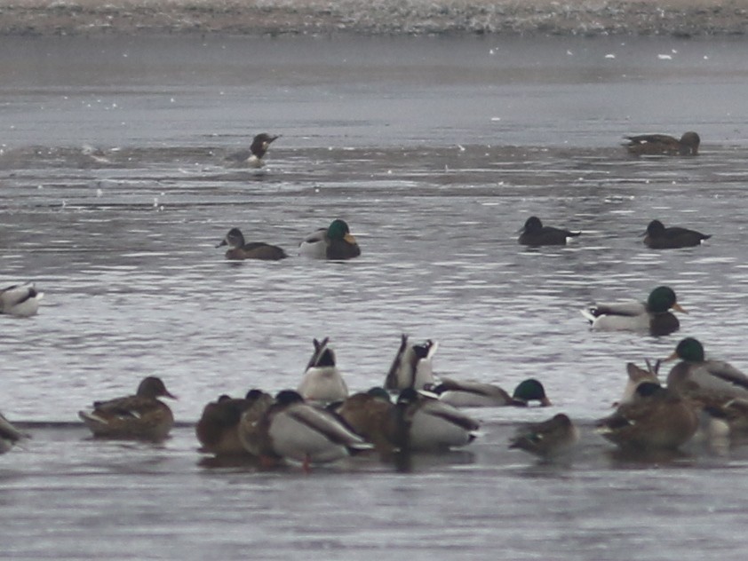 Ring-necked Duck - ML511744111