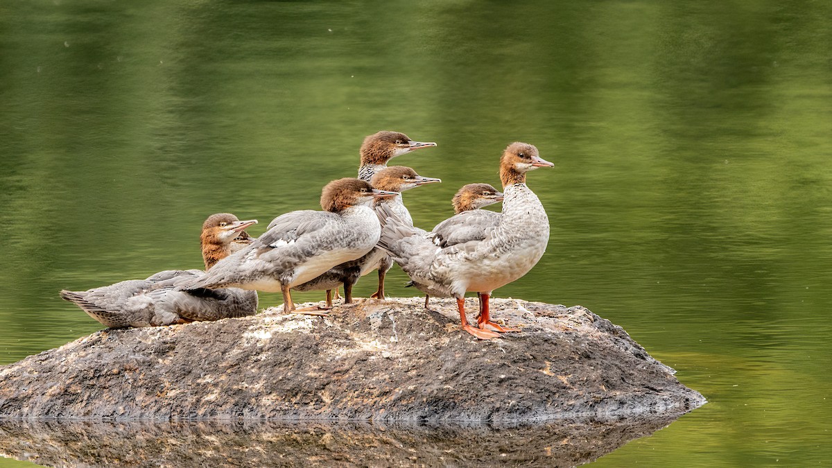 Gänsesäger - ML511745391