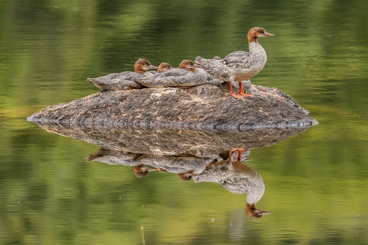 Common Merganser - ML511745401