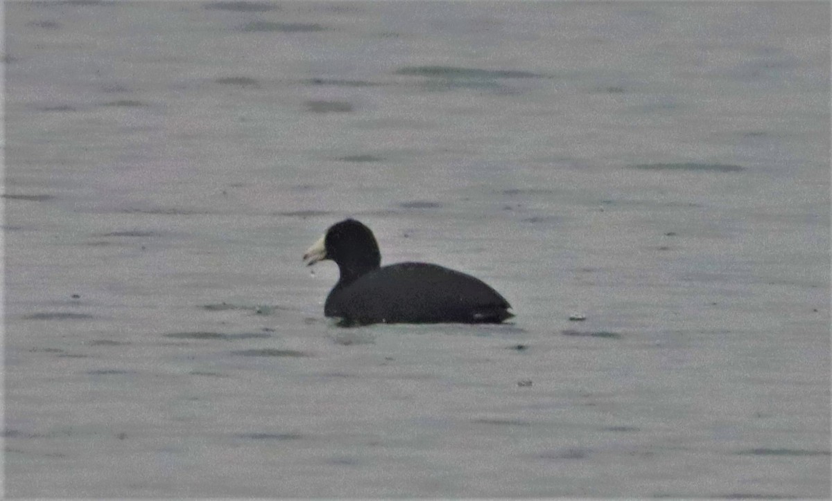 American Coot - ML511747081