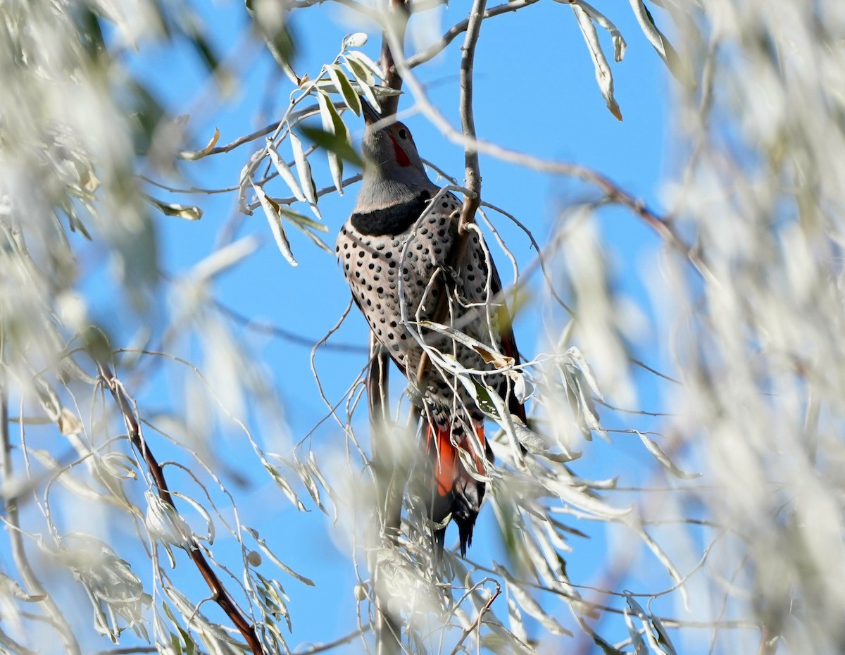 Northern Flicker (Red-shafted) - ML511747421