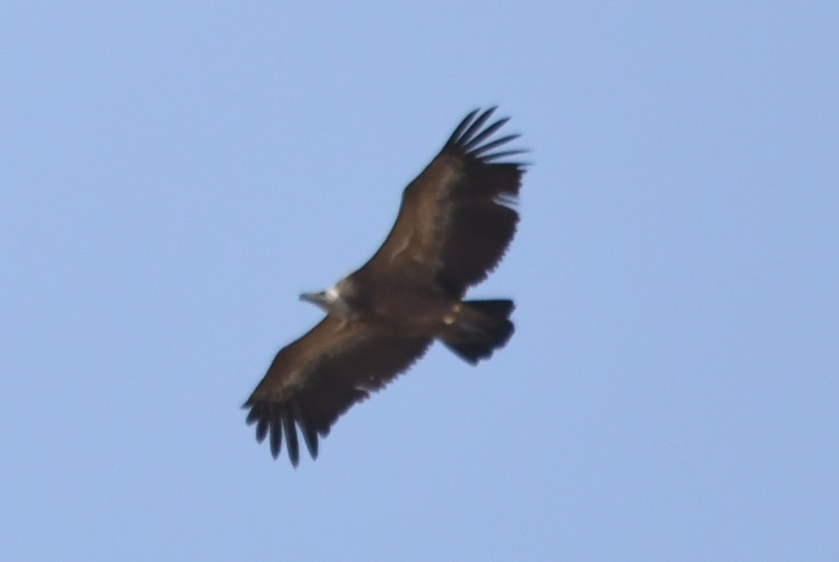 Eurasian Griffon - ML511747511