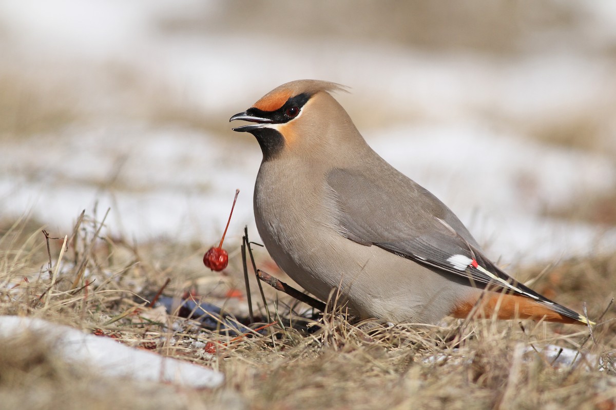 Bohemian Waxwing - ML51174901