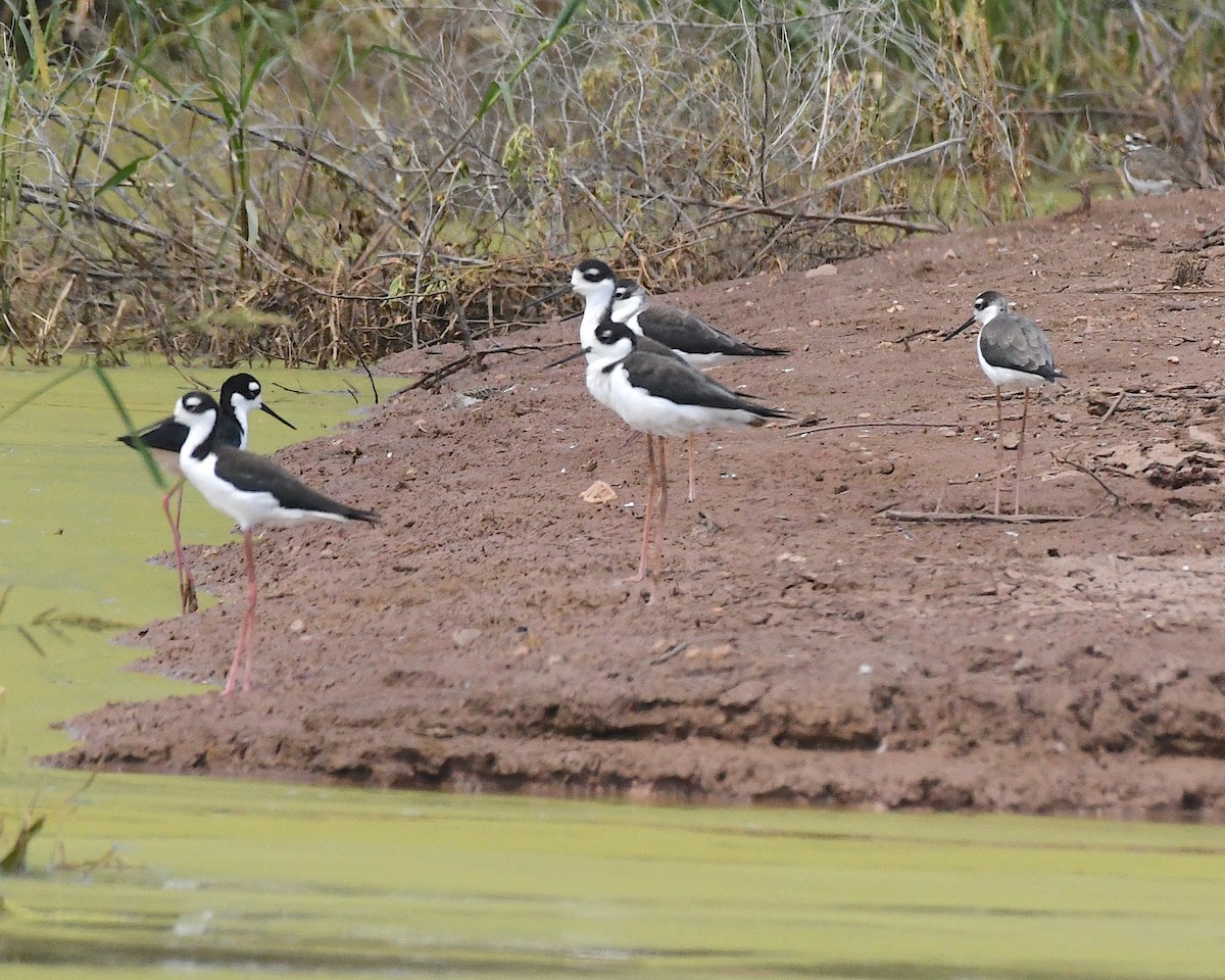 Black-necked Stilt - ML511749951