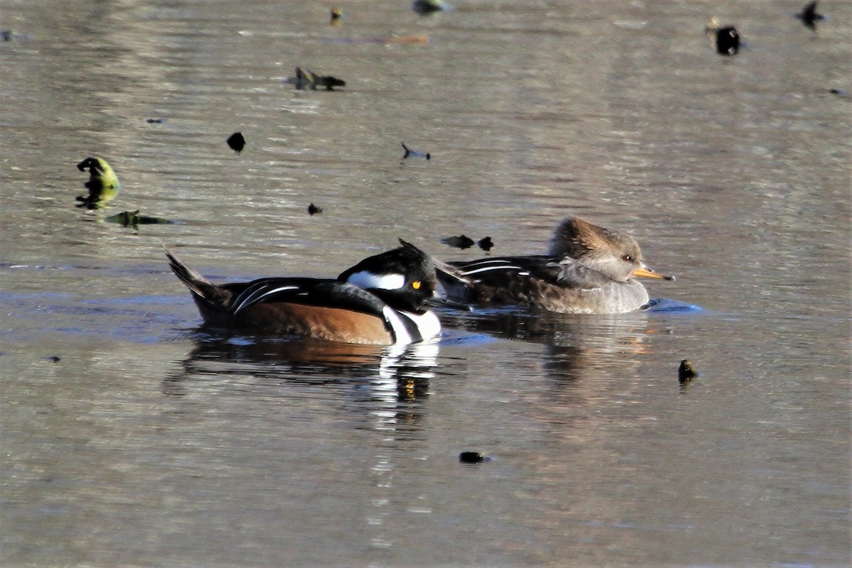 Hooded Merganser - ML511752801