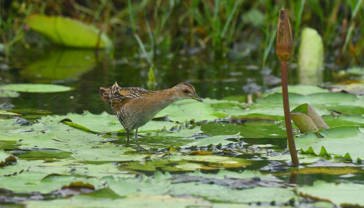 Baillon's Crake - ML511753161