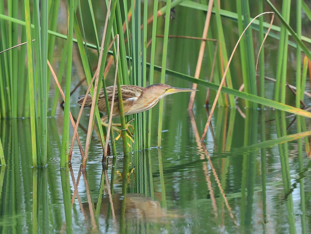 Yellow Bittern - ML511753331