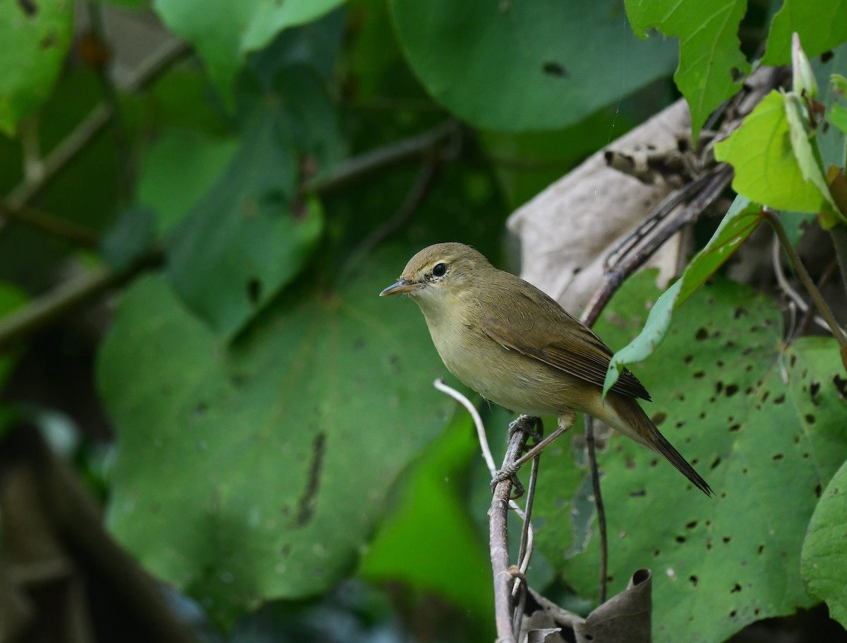 Blyth's Reed Warbler - ML511753501