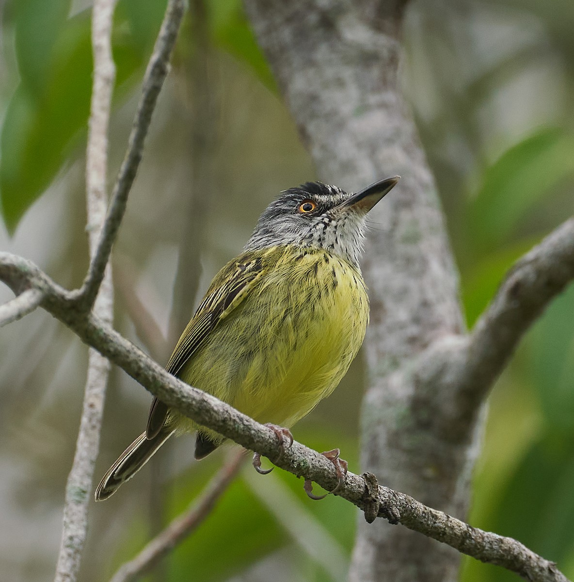 Spotted Tody-Flycatcher - Andrew Haffenden