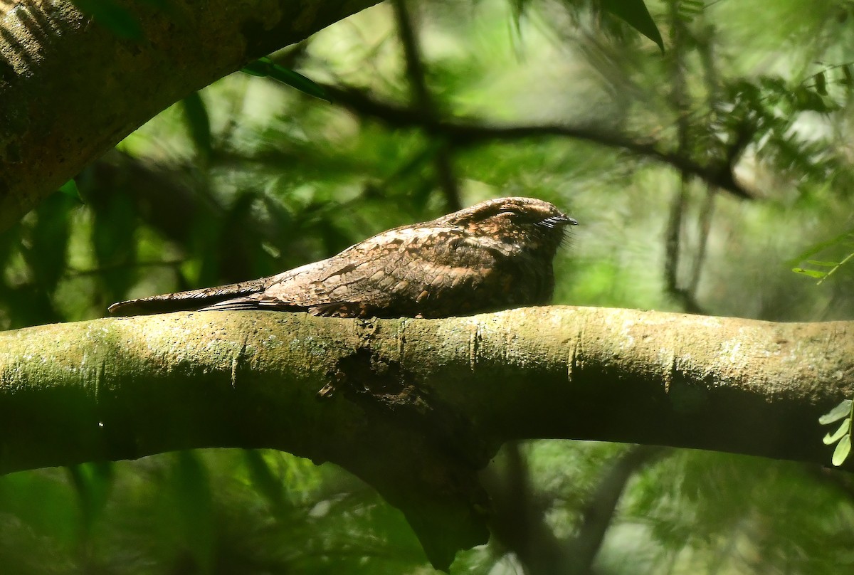 Jungle Nightjar - ML511755581