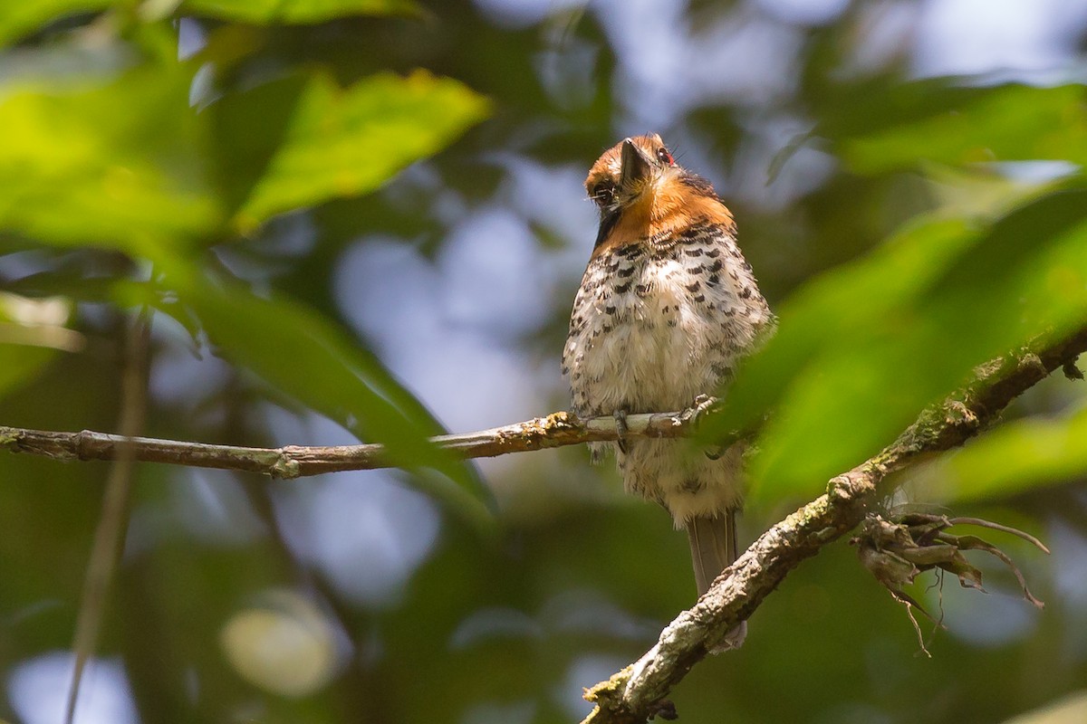 Spotted Puffbird - ML51175581