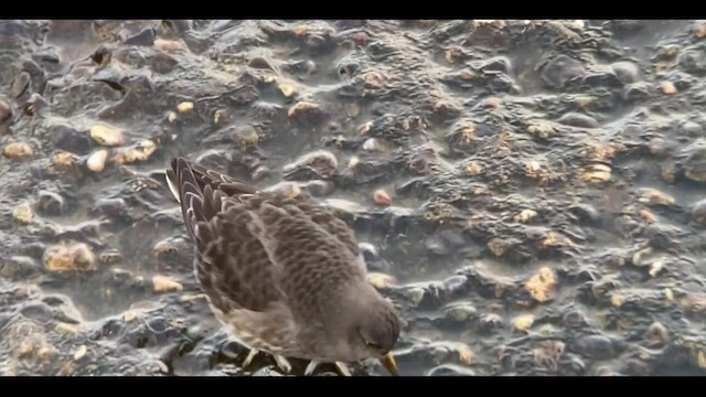 Purple Sandpiper - ML511756201