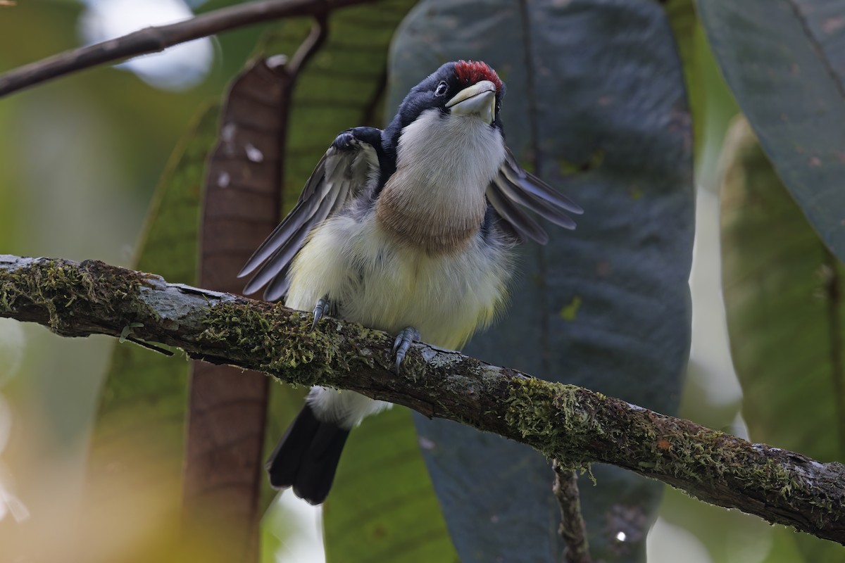 White-mantled Barbet - Marco Valentini