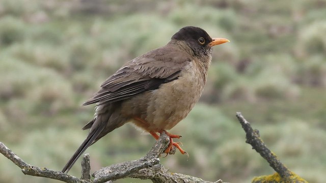 Austral Thrush (Falkland) - ML511756611