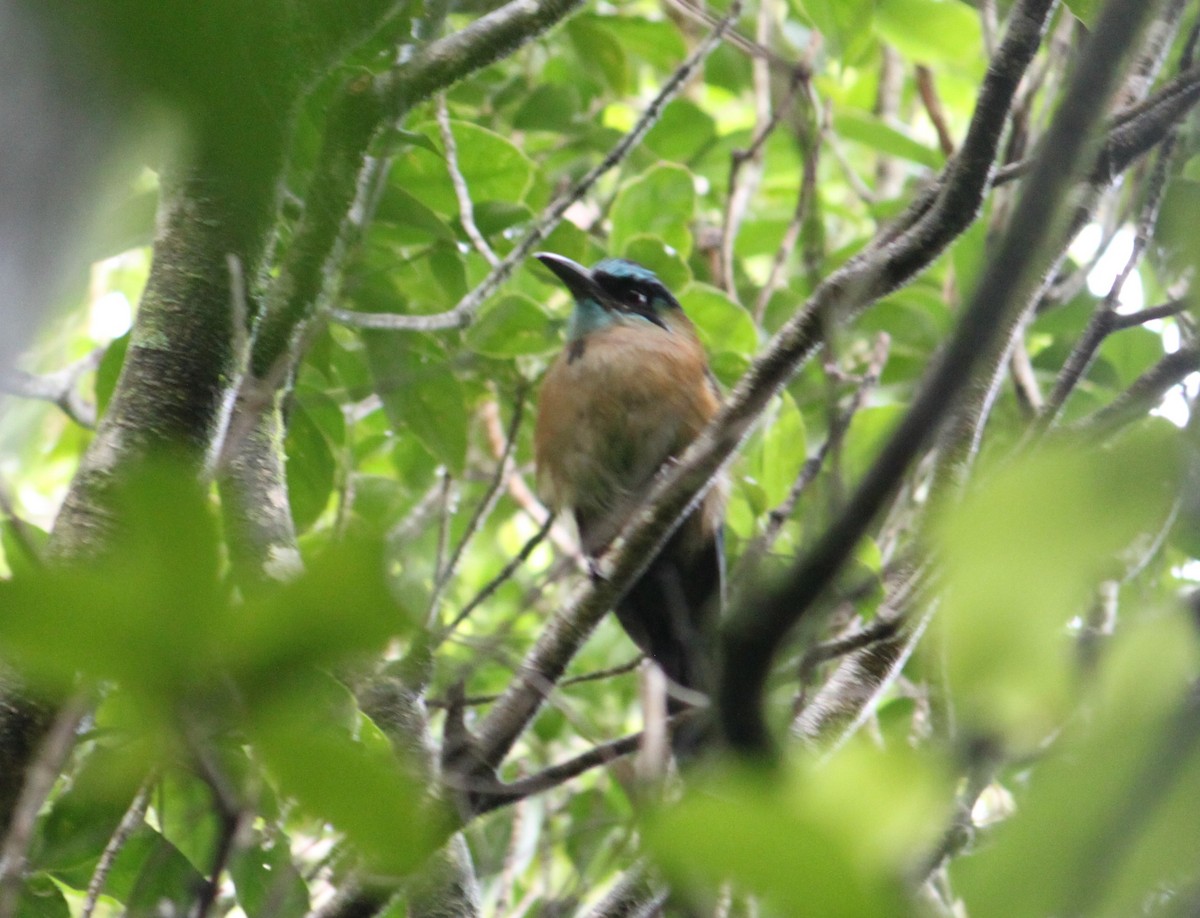 Diademmotmot - ML511756651