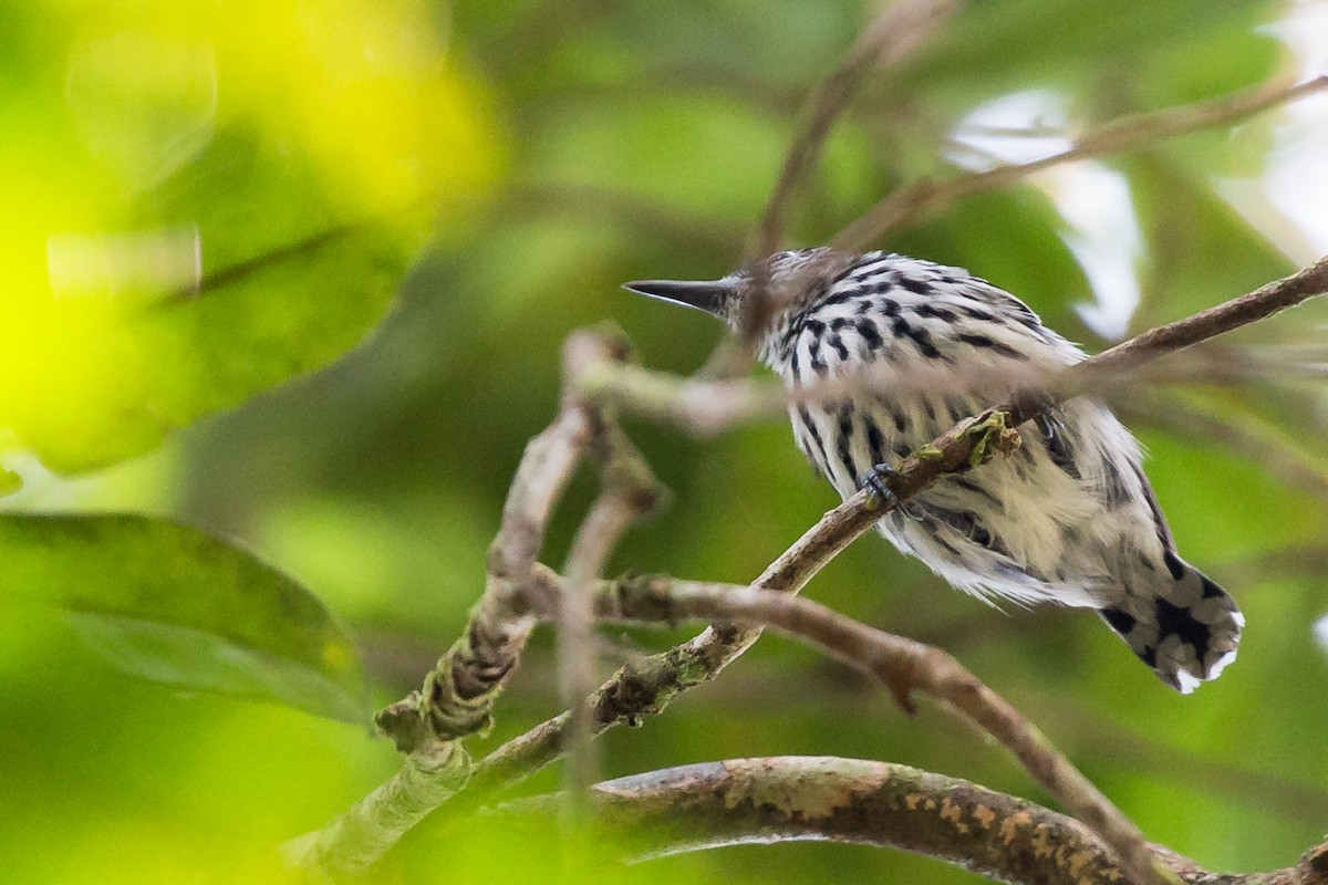 Cherrie's Antwren - ML51175751