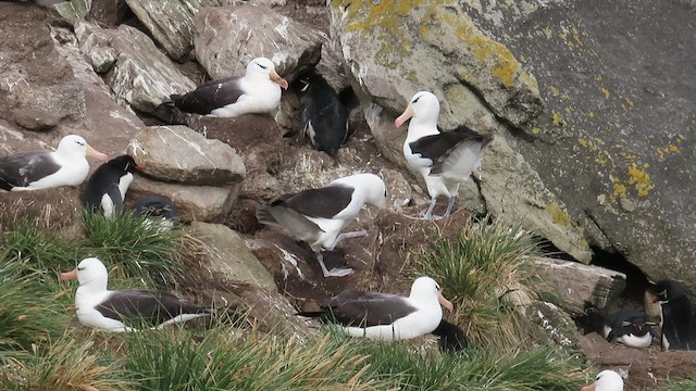 Kara Kaşlı Albatros (melanophris) - ML511757901