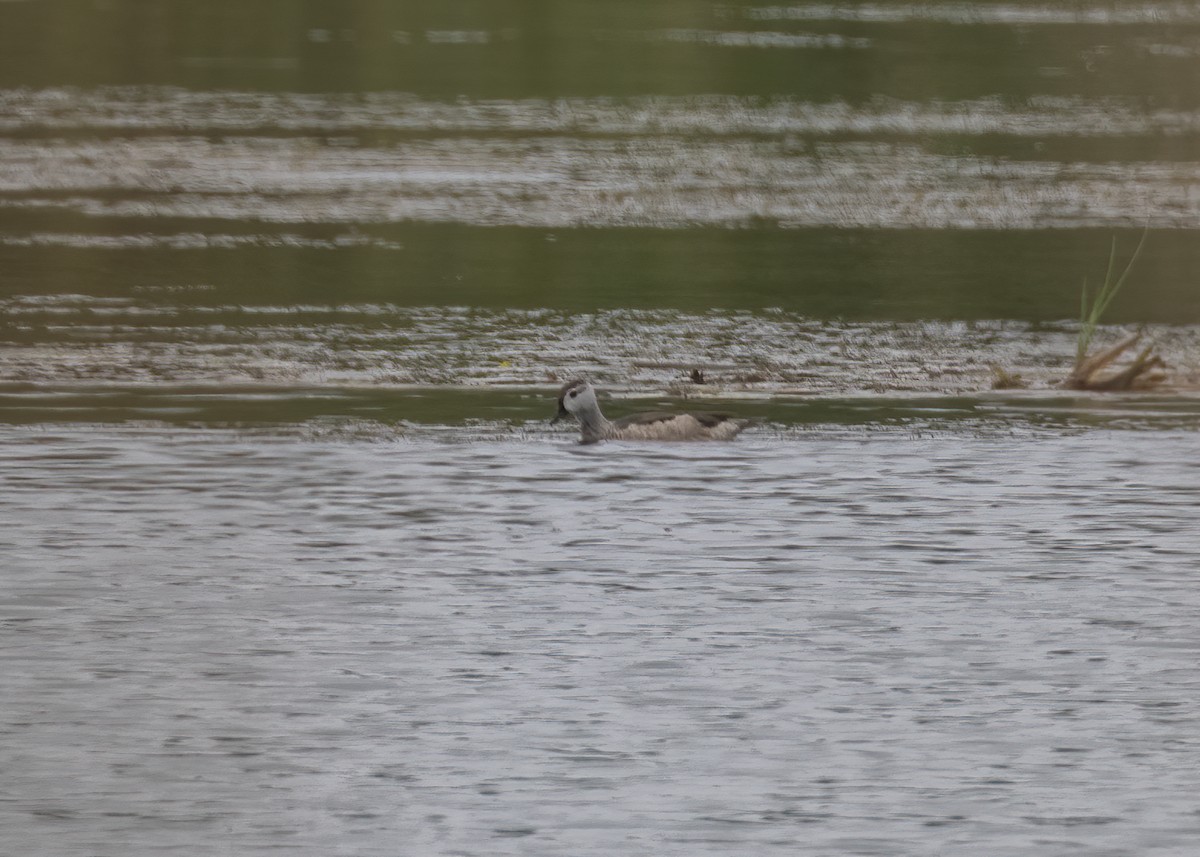 Cotton Pygmy-Goose - ML511757981