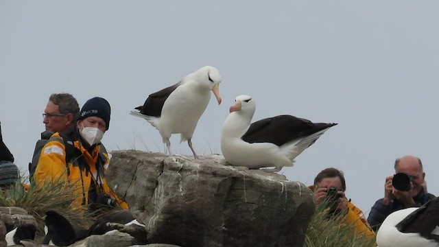 svartbrynalbatross (melanophris) - ML511758001