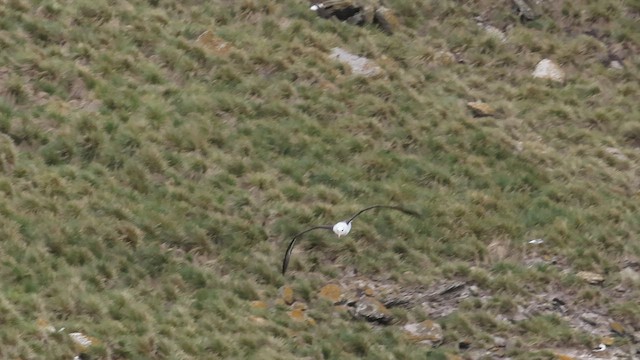 Black-browed Albatross (Black-browed) - ML511758201