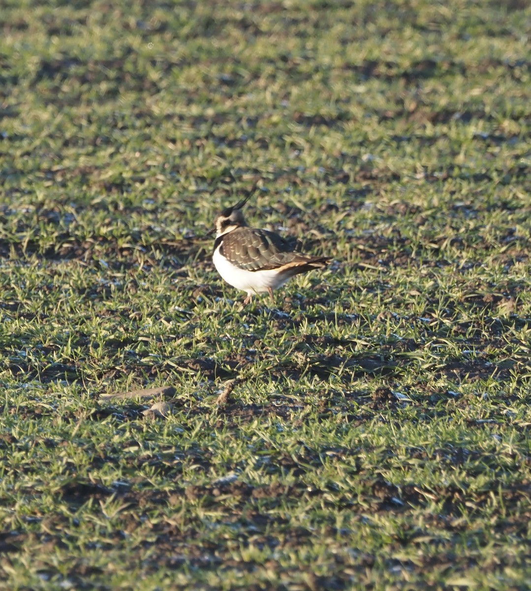 Northern Lapwing - ML511758751