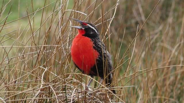 Long-tailed Meadowlark - ML511758991