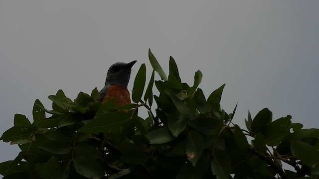 Miombo Rock-Thrush - ML511759171