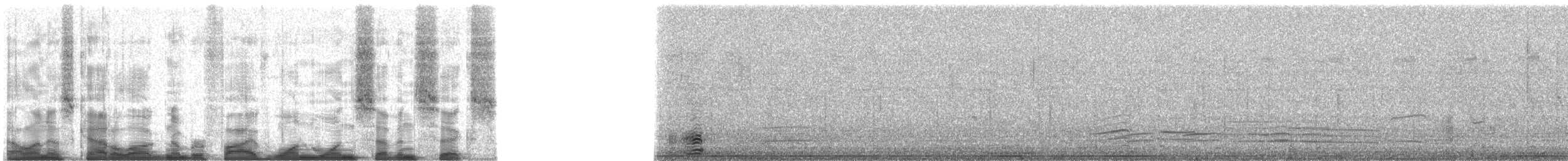 ibis americký - ML51176