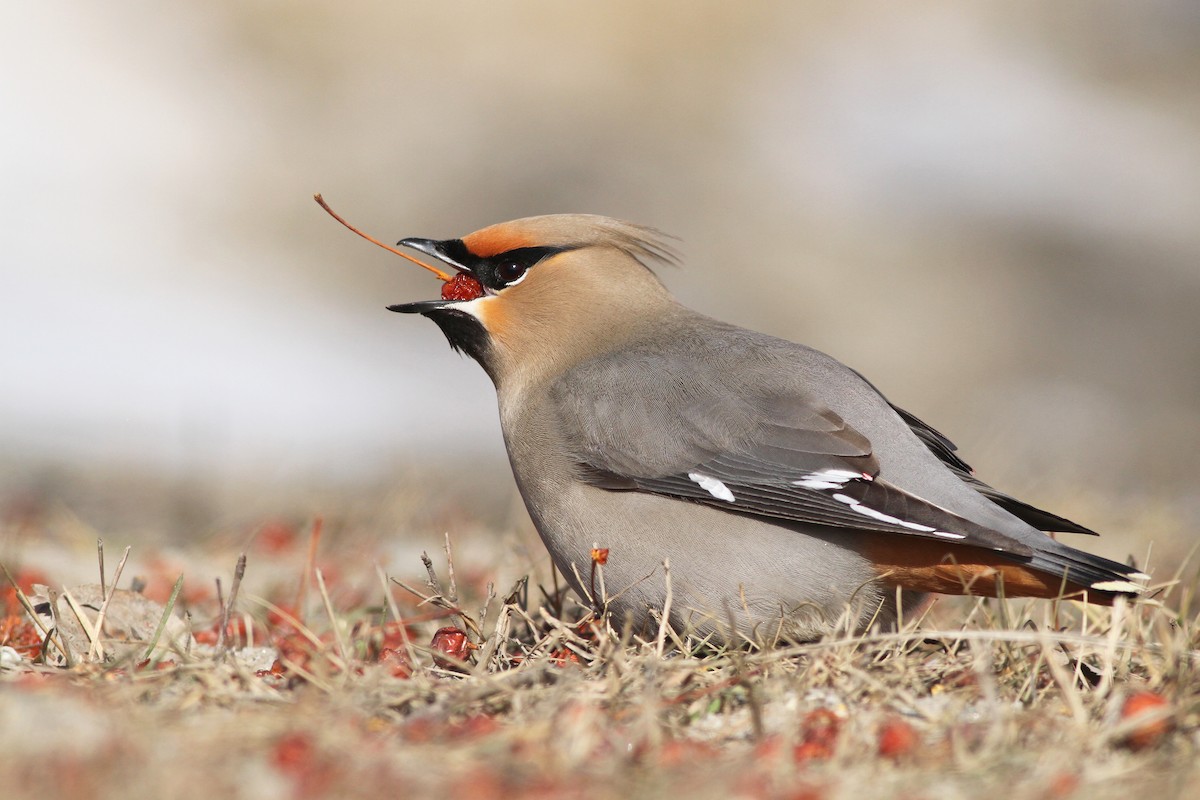 Bohemian Waxwing - ML51176281