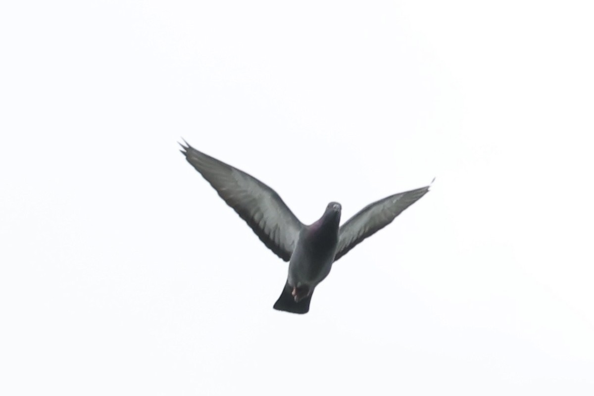 Rock Pigeon (Feral Pigeon) - ML511763231