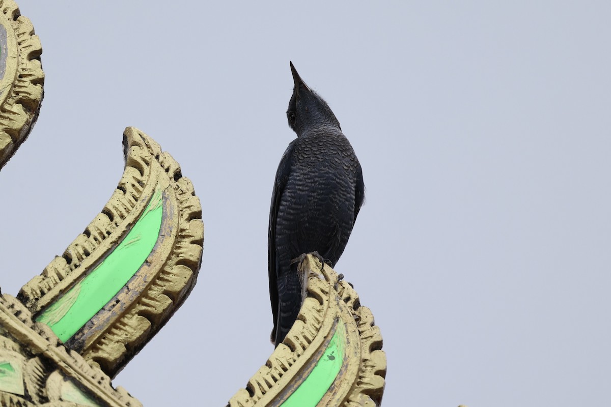 Blue Rock-Thrush - Andrew William