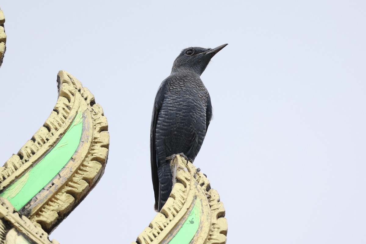 Blue Rock-Thrush - Andrew William