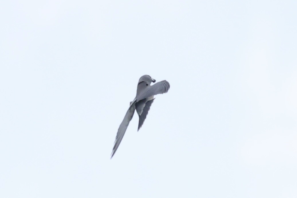 Ashy Woodswallow - Andrew William