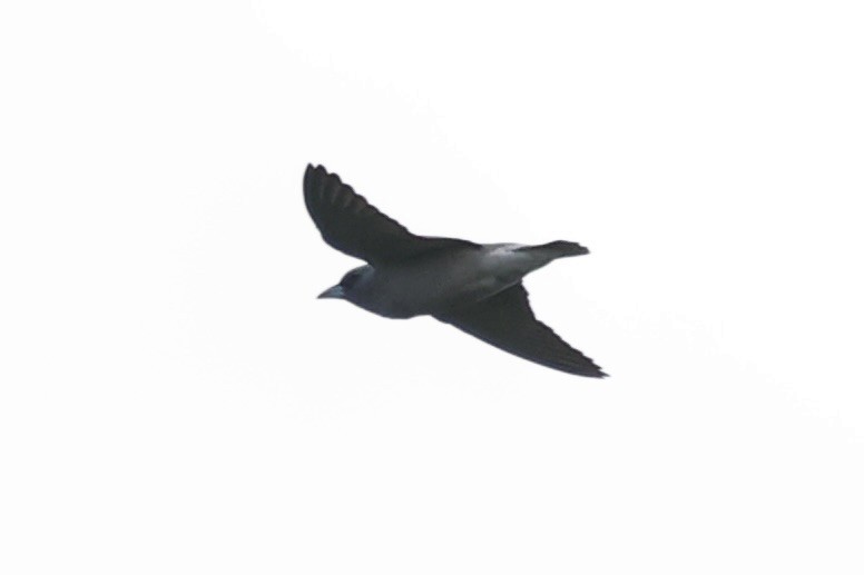 Ashy Woodswallow - ML511763821