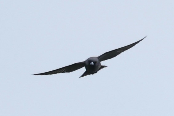 Ashy Woodswallow - Andrew William