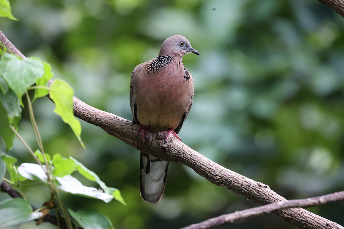 Spotted Dove - Andrew William