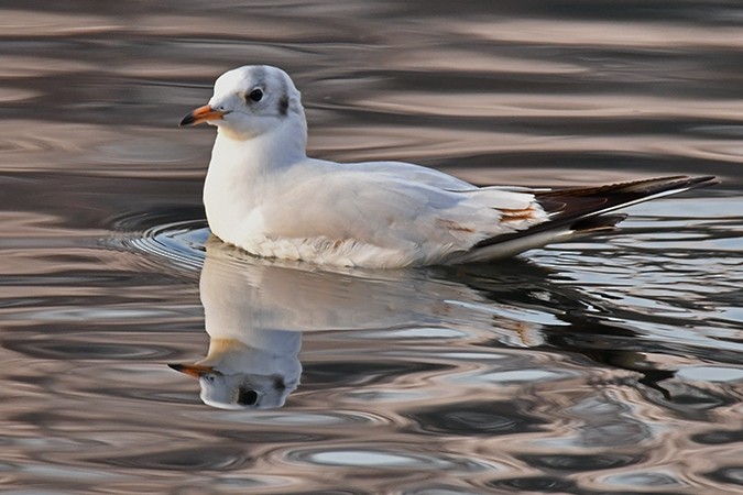 Black-headed Gull - ML511763891