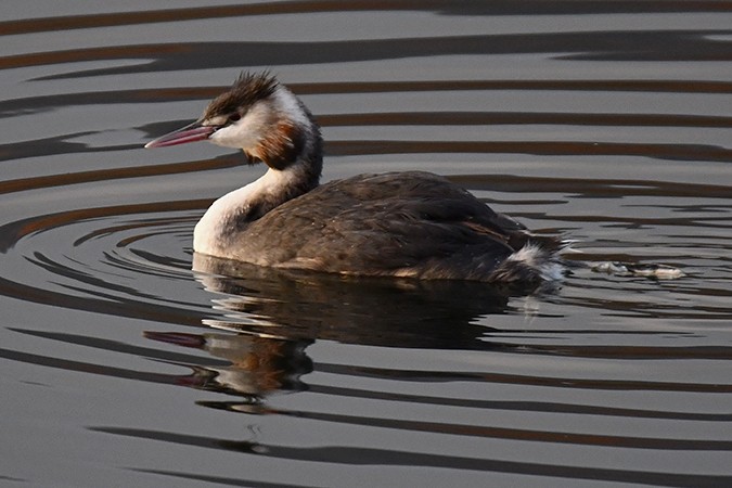 Great Crested Grebe - ML511764521